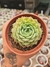 ECHEVERIA RED HOLLE PT 9