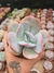 ECHEVERIA GILA PT 9