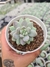 SEDEVERIA LILAC MIST PT 9