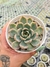 ECHEVERIA DALIRIA PT 9