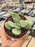 CRASSULA DUBIA PT 9