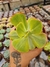 ECHEVERIA ENFANT VARIEGATA PT 9