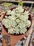 ECHEVERIA PROLÍFICA VARIEGATA PT 9