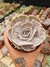 ECHEVERIA MARBLE/MAGIC BALL PT 9