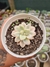 GRAP ELLEN VARIEGATA PT 9
