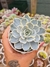 ECHEVERIA SUBSSESSILIS VARIEGATA PT 9
