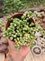 COLAR DE PÉROLAS VARIEGATA PT 9
