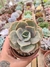 ECHEVERIA BLUE METAL PT 9
