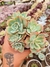 ECHEVERIA LEXUS COLÔNIA PT 9