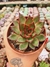 AGAVOIDES EBONY RED PT 9