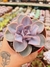 ECHEVERIA VALKIRYE TRUMPET PT 9
