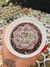 ECHEVERIA PRISCILA PT 9