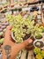 GRAP MAC DOUGALI VARIEGATA PT 9 (PLANTA DE PEQUENO PORTE) - comprar online