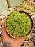 ROSSULARIA PLATYPHYLLA PT 9 - comprar online