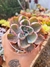 ECHEVERIA BEYONCE PT 9 - comprar online