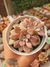 ECHEVERIA HB NESS PT 9