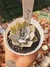 ECHEVERIA LAUNIZ PT 9 - comprar online