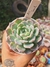 ECHEVERIA ACE SOUL PT 9 (EUROPA) - comprar online