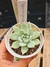 ECHEVERIA MALASANTA PT 9 (EUROPA) - comprar online