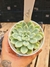 ECHEVERIA ELSA PT 9 (EUROPA) - comprar online