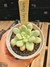CANDY BEAN PT 9 - comprar online