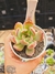 ECHEVERIA MADONNA PT 9 (EUROPA) - comprar online