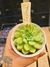 ECHEVERIA LUXFLORA PT 9 - comprar online