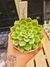 ECHEVERIA ZYPHORA PT 9 - comprar online