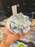 ECHEVERIA CANADIAN PT 9