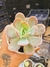 ECHEVERIA SWEET MOON PT 9