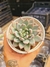 ECHEVERIA YMMIE PT 9 - comprar online