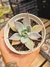 ECHEVERIA AQUILA PT 9