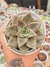 ECHEVERIA GRAMMUT PT 9 - comprar online
