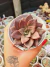 ECHEVERIA MORRANI X CHICHUAUENSIS PT 9 - comprar online