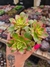 AEONIUM KIWI PT 9