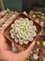 ECHEVERIA MINIMA VARIEGATA PT 9