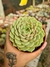 ECHEVERIA BEMBADIS PT 9