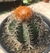 MELOCACTUS MATANZANUS PT 15 (MINI COROA DE FRADE) - comprar online