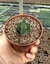 CRASSULA TEMPLO DE BUDA PT 9