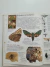 Livro Borboletas e Mariposas - Coleção Aventura Visual DK Capa Dura (Globo) - ReConto Livraria