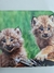 Livro Babies! - Farcountry, Cartonado - loja online
