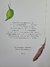 Livro Immi - comprar online