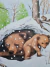 Livro Little Bear's New Friend - loja online