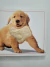 Livro Puppy - Touch and Feel, DK na internet