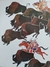 Livro The Girl Who Loved Wild Horses - comprar online