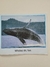 Livro Who Lives in the Arctic? - Scholastic - loja online