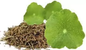 Chá centelha asiática kg