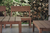 Set Bench Madera - comprar online