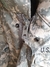 Jaqueta Militar Americana M65 ACU- Large Long na internet