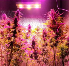 PROMO - PANEL LED 300W + POLEAS DE REGALO - tienda online